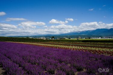 北海道旅行記2021⑦　美瑛・富良野